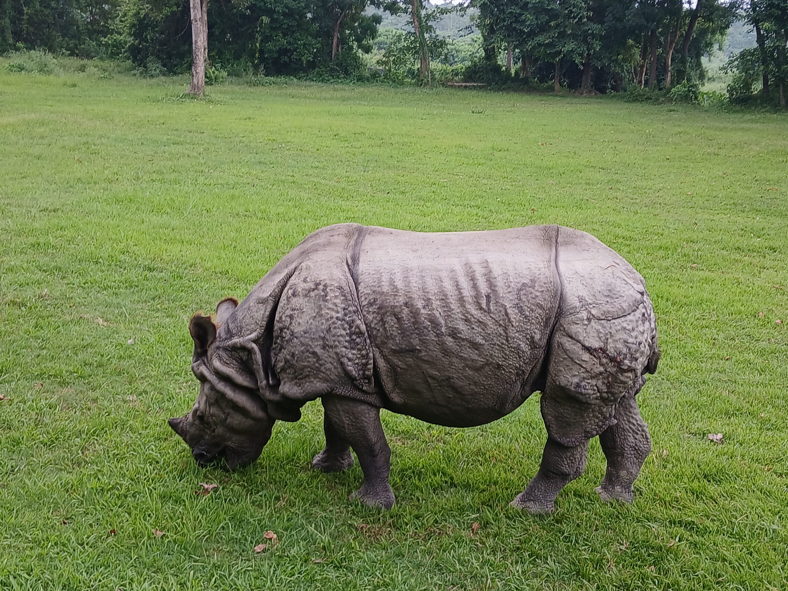 गैंडाको आक्रमणबाट चितवनमा एक जनाको मृत्यु