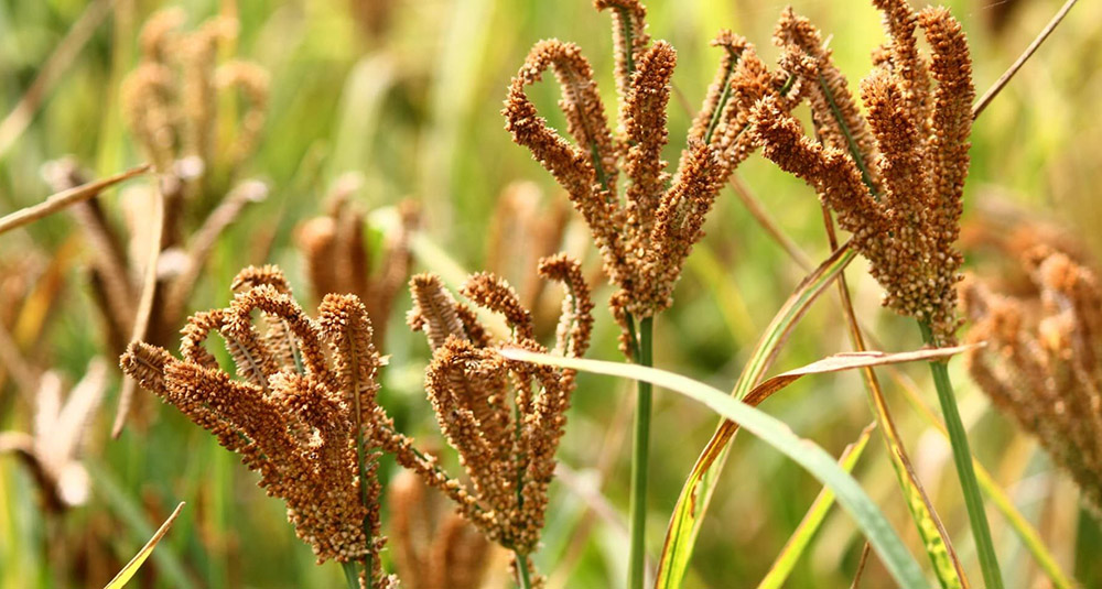 आज राष्ट्रिय कोदो दिवस मनाइँदै